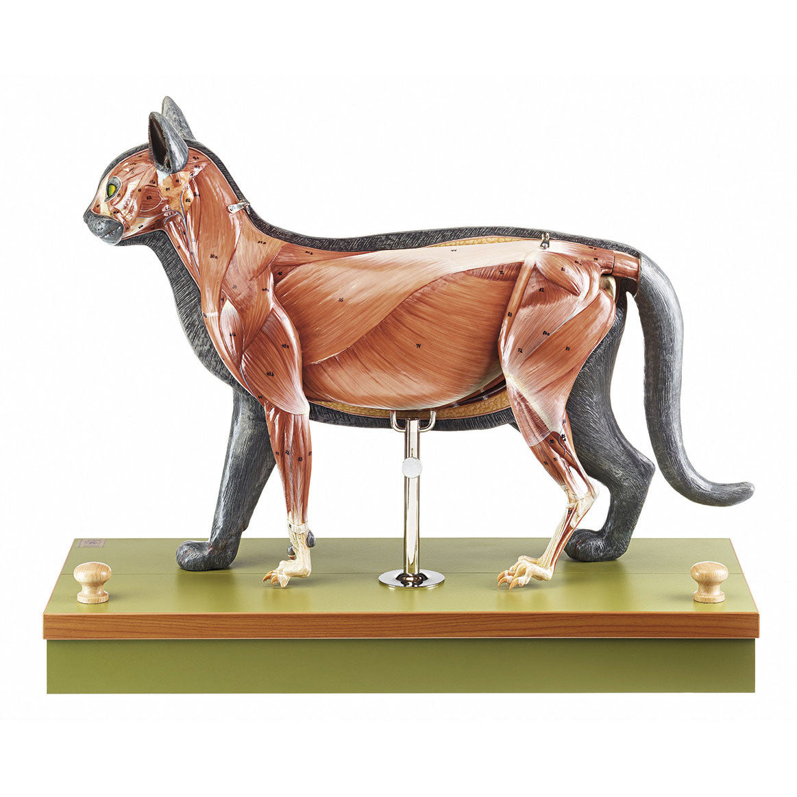 Domestic cat model 1 Somso ZoS 27