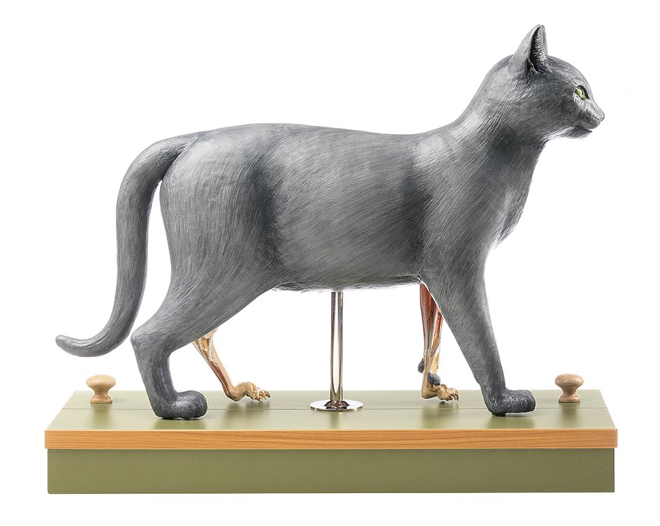 Domestic cat model 1