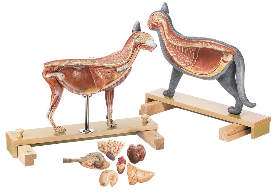 Domestic cat model 1