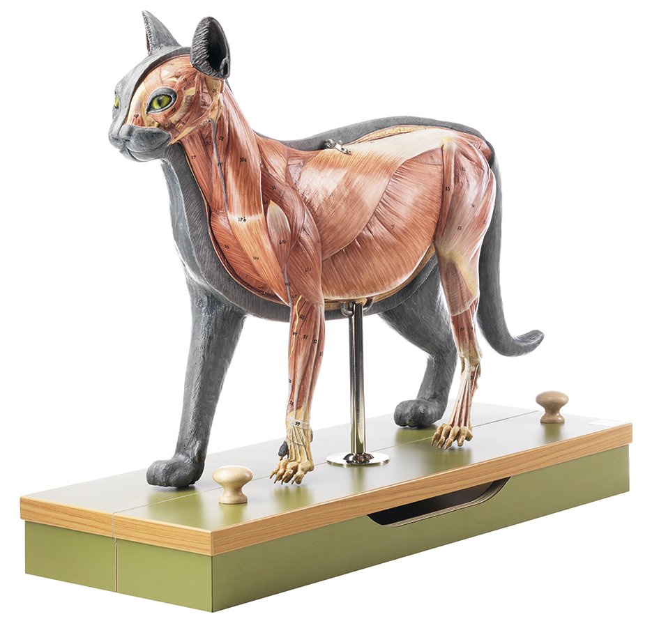 Domestic cat model 1