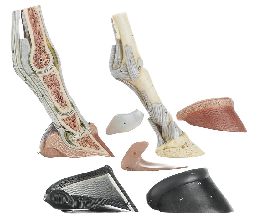 Horse's Hoof with Ligaments, Vessels and Nerves