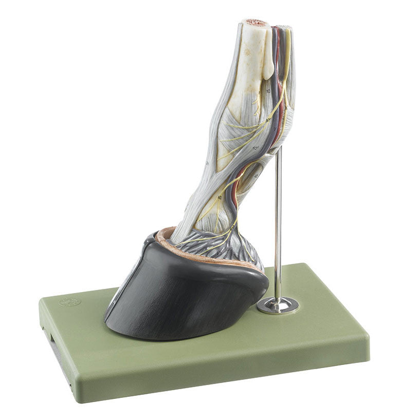 Horse's Hoof with Ligaments, Vessels and Nerves Somso ZoS 42/43