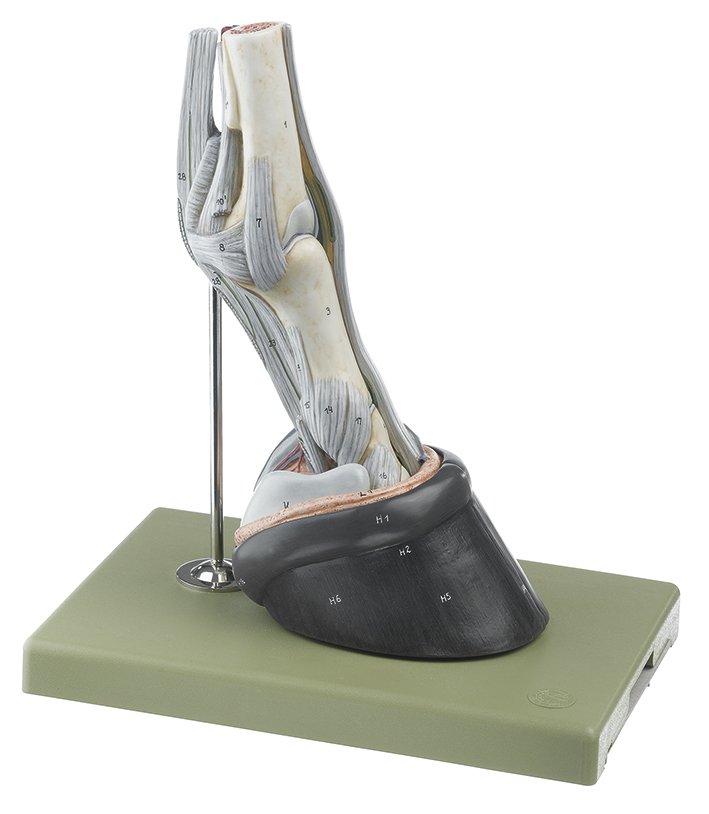 Horse's Hoof with Ligaments, Vessels and Nerves