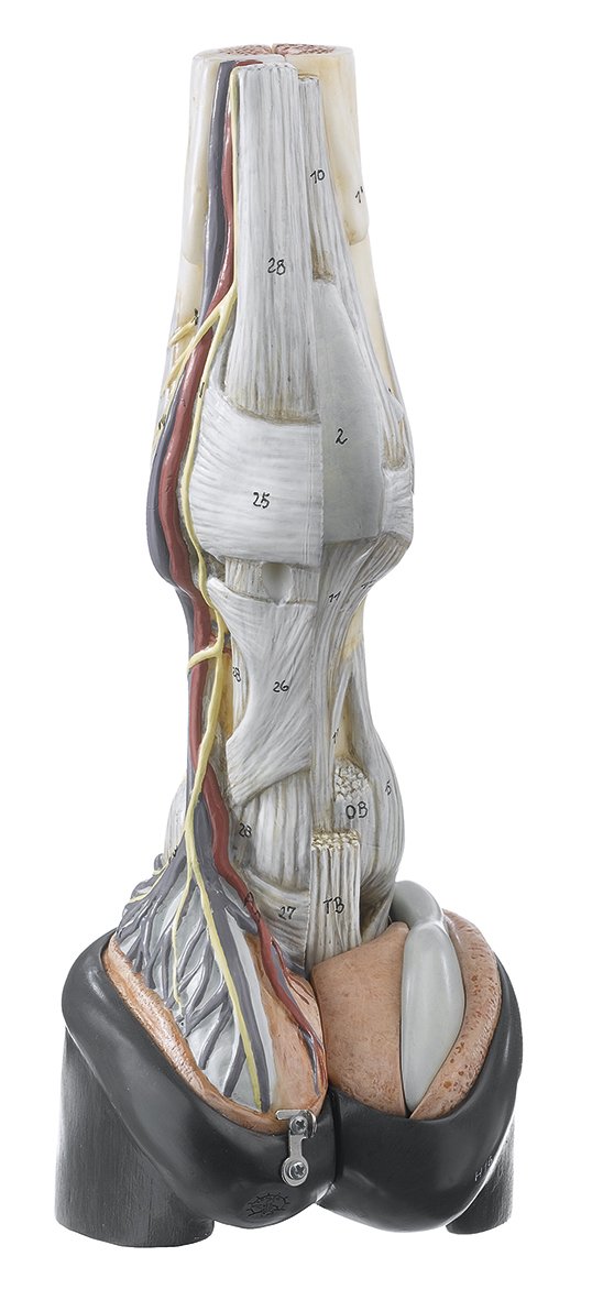 Horse's Hoof with Ligaments, Vessels and Nerves