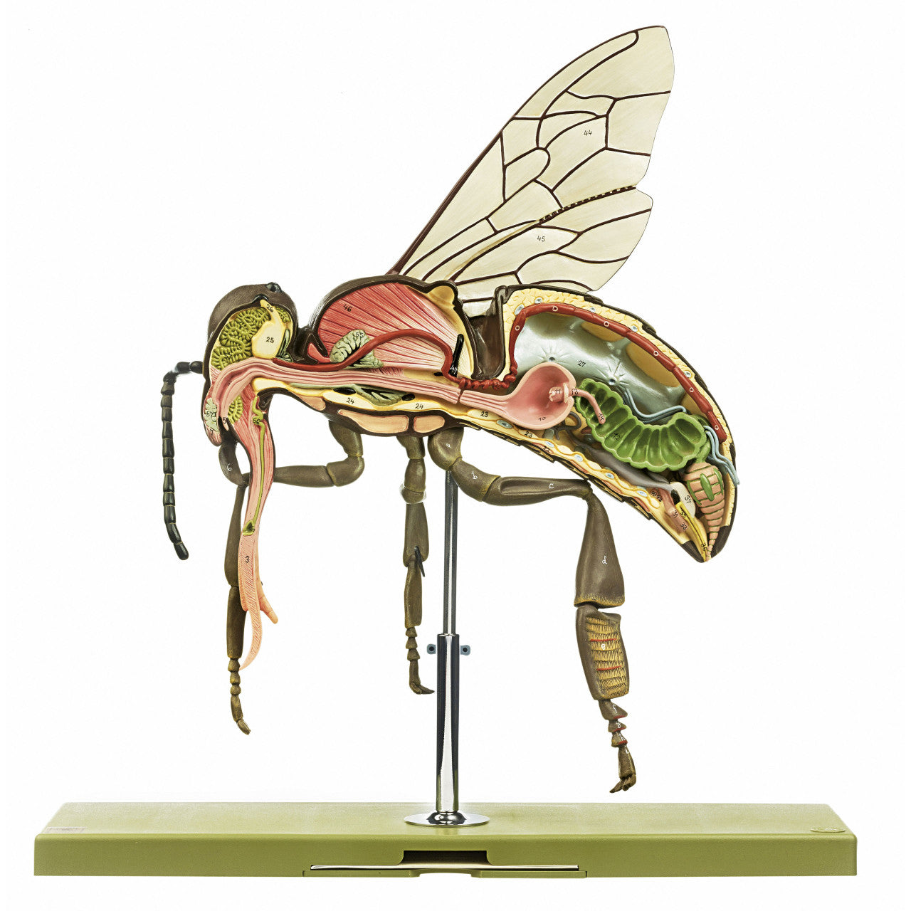 Model of the Worker Bee Somso ZoS 47/1