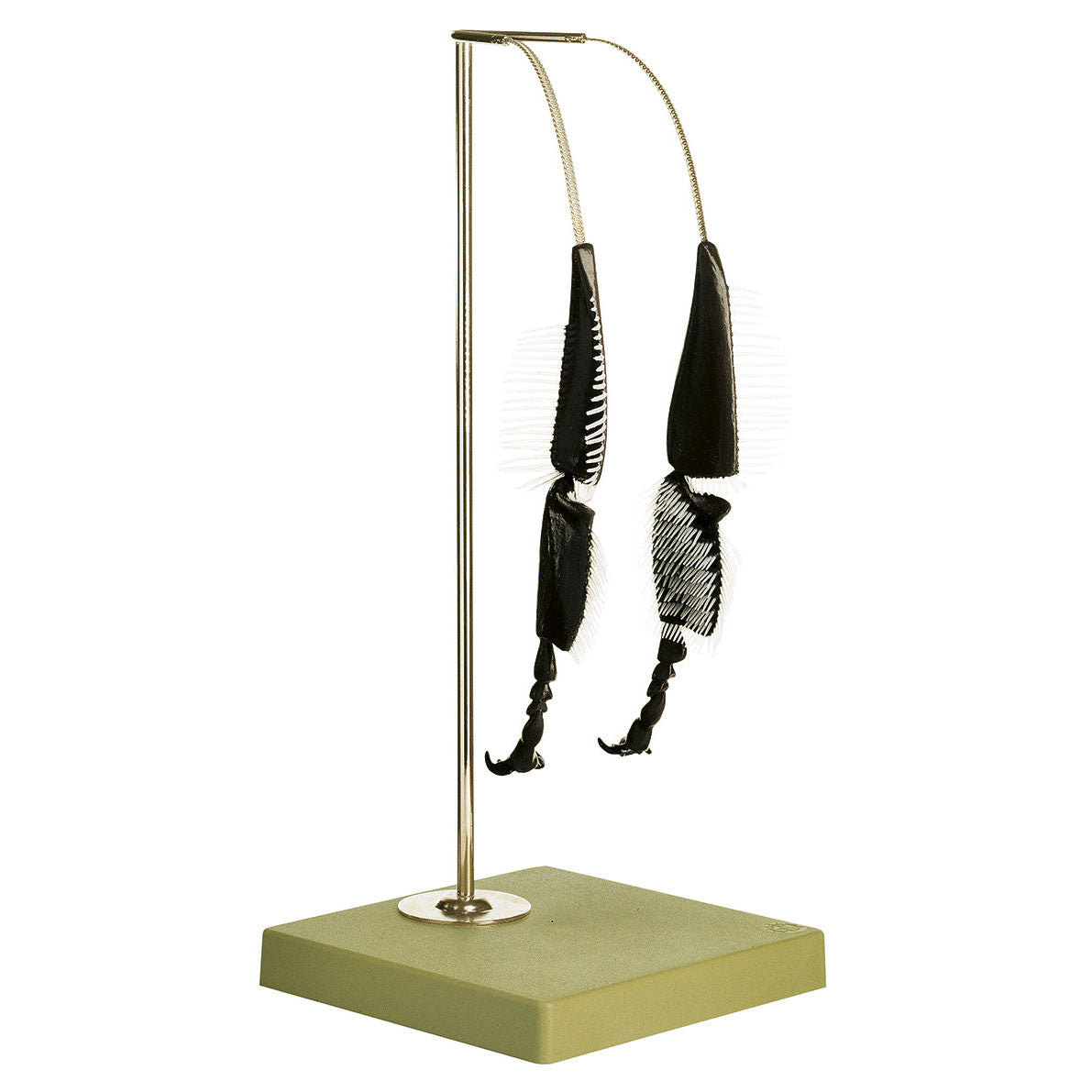 Model of the Hind Legs of the Bee Somso ZoS 47/2