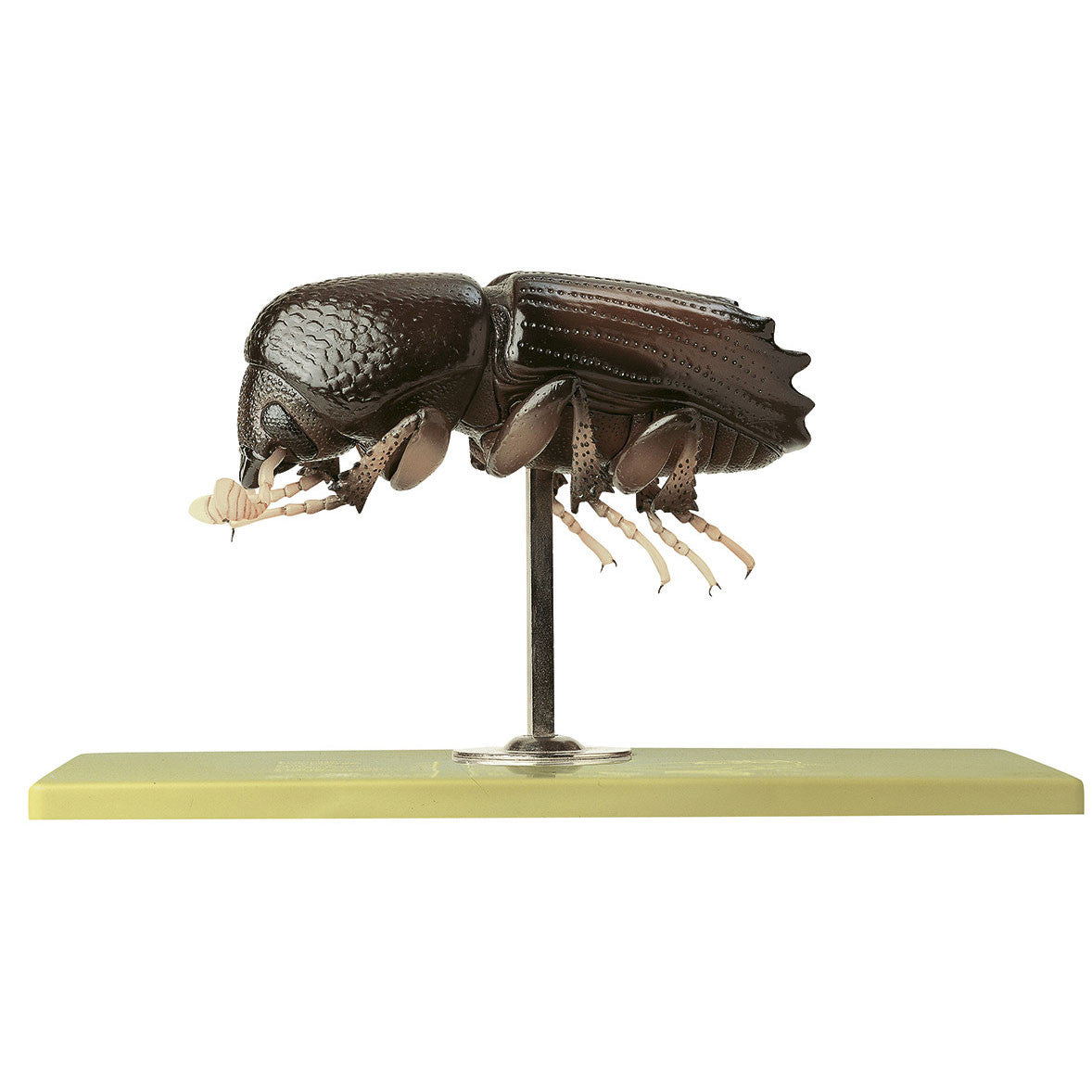 Bark Beetle Somso ZoS 47/5