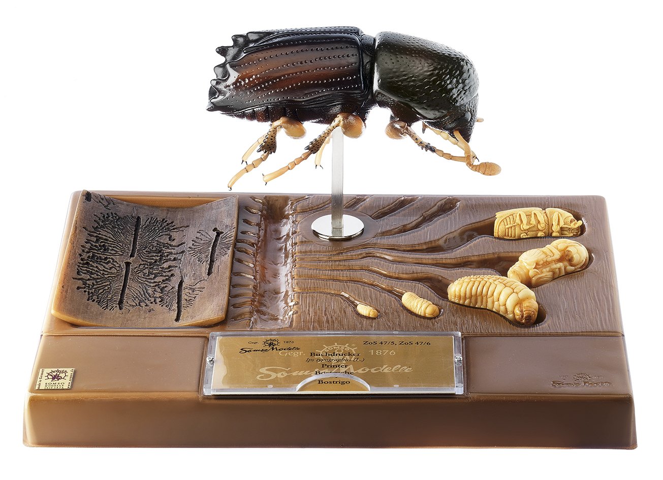 Bark Beetle - Development