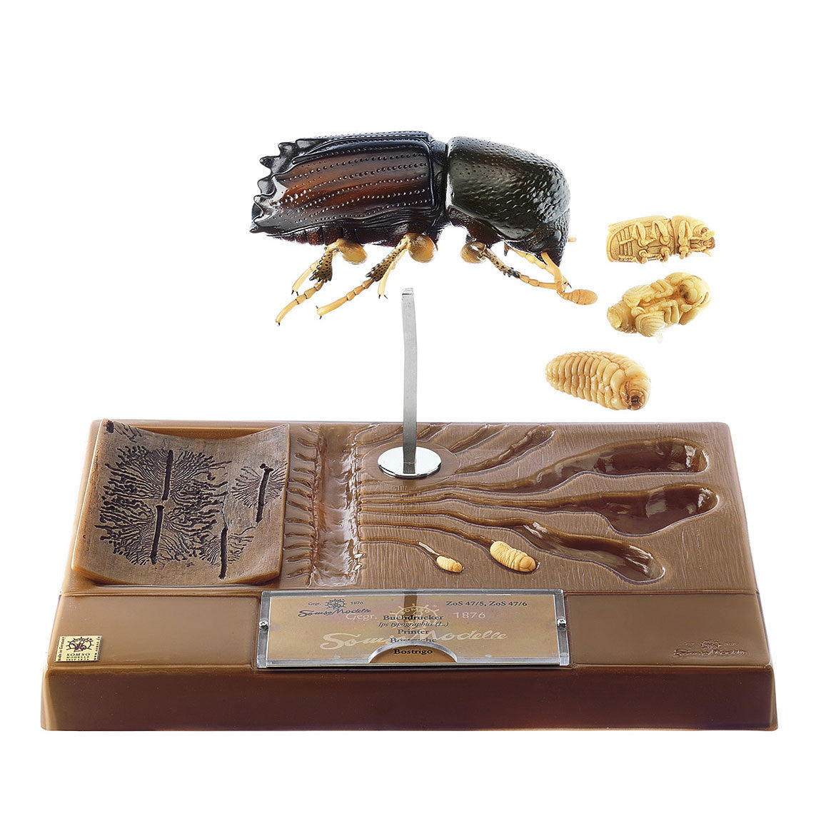 Bark Beetle - Development Somso ZoS 47/6