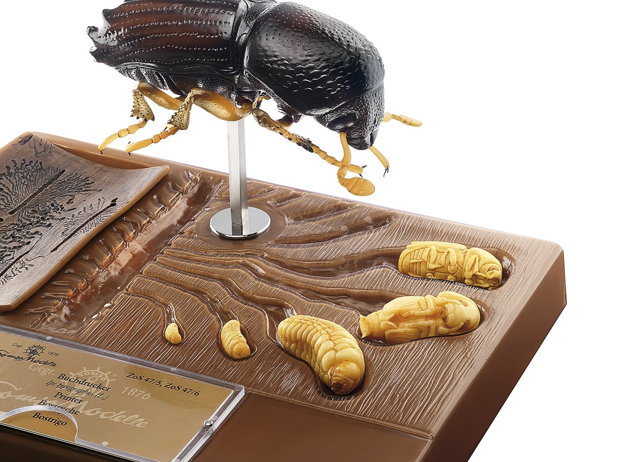 Bark Beetle - Development