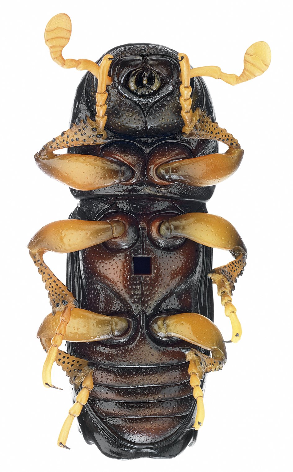 Bark Beetle - Development