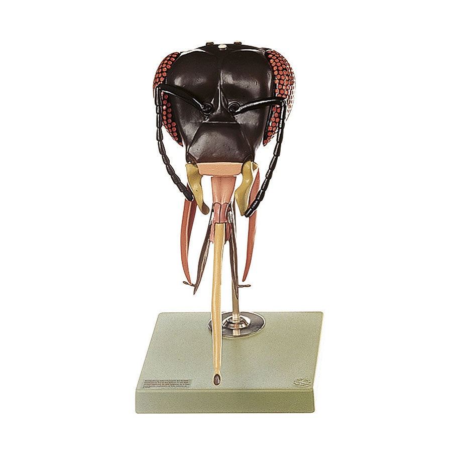 Head of Bee Somso ZoS 48/1