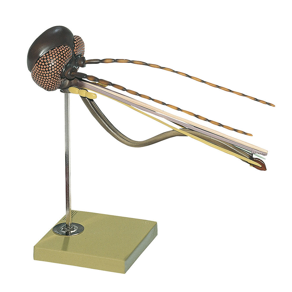 Head of a Gnat Somso ZoS 48/3