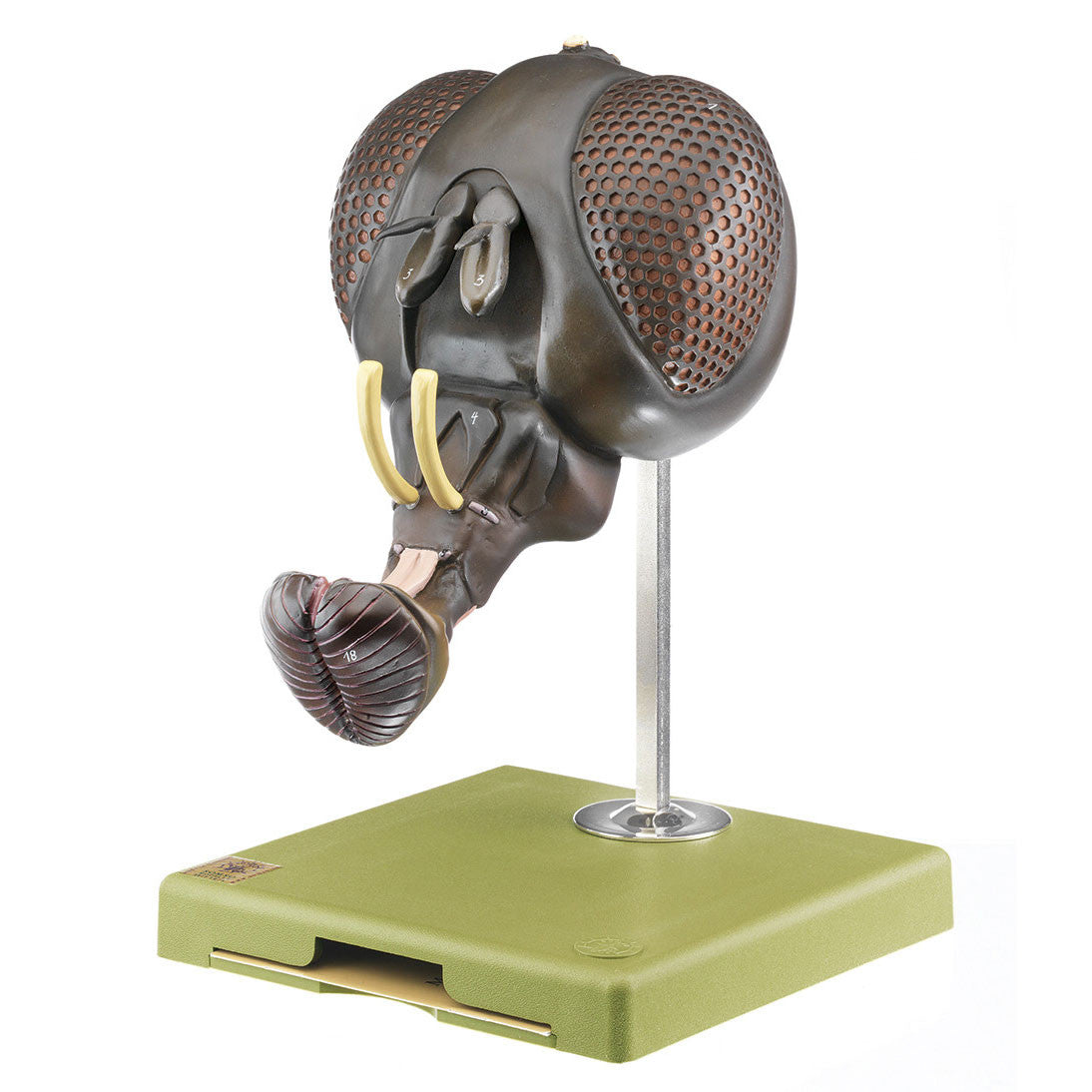 Head of a Fly Somso ZoS 48/4