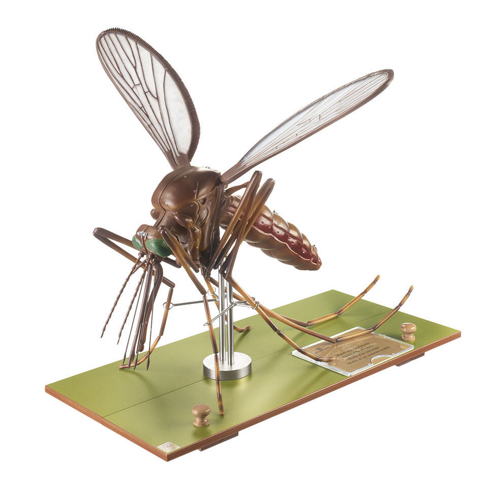 Model of a Mosquito Somso ZoS 48/5