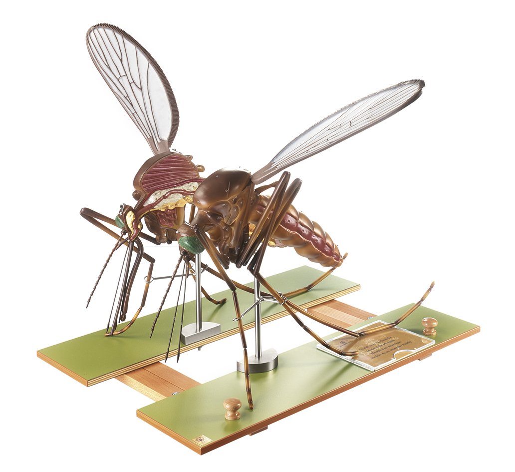 Model of a Mosquito
