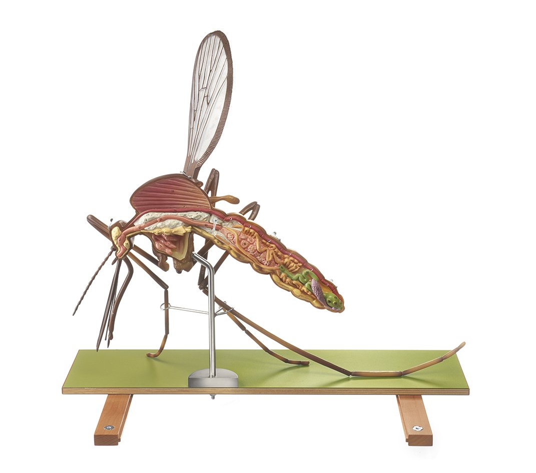 Model of a Mosquito