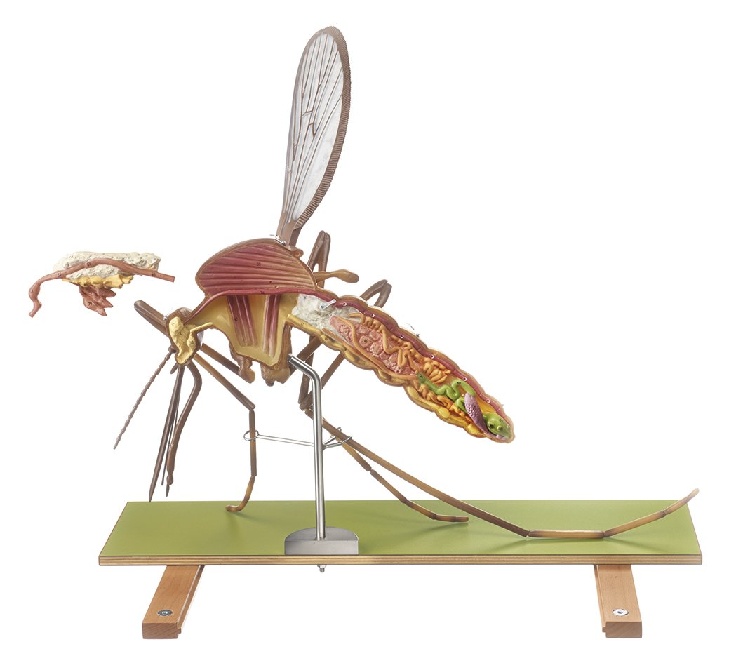 Model of a Mosquito