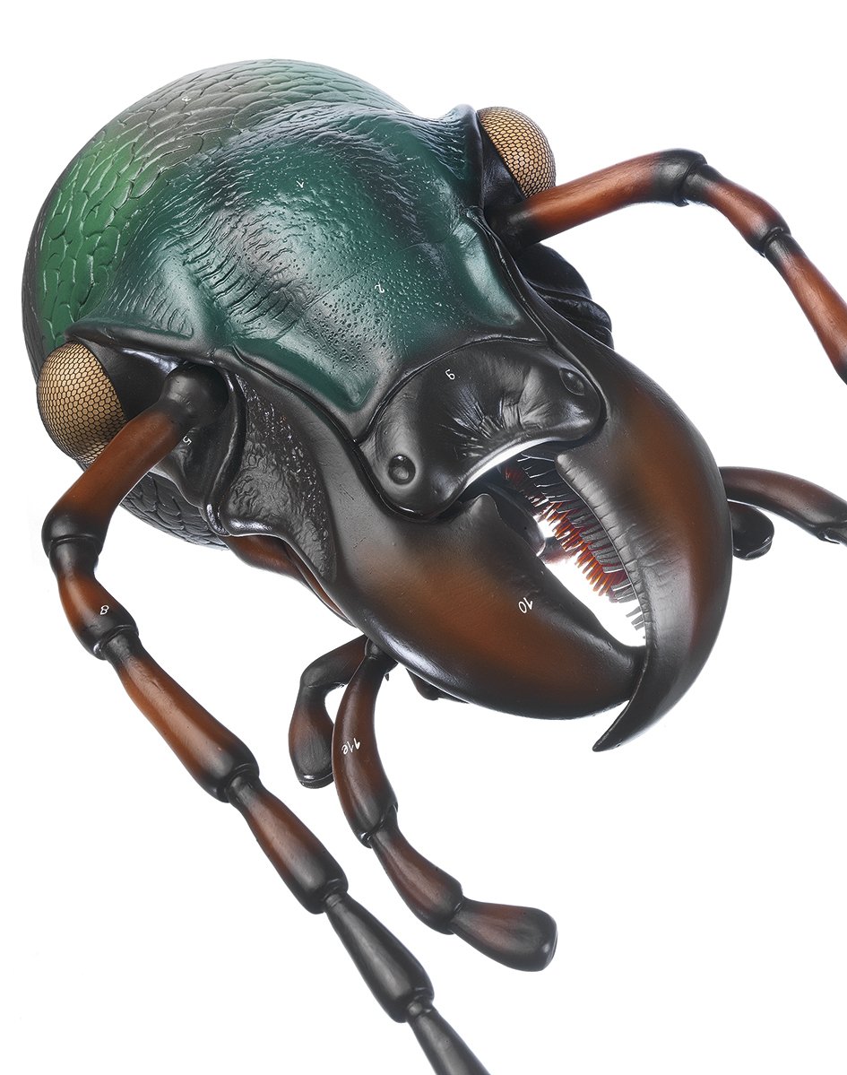 Head of Carabus