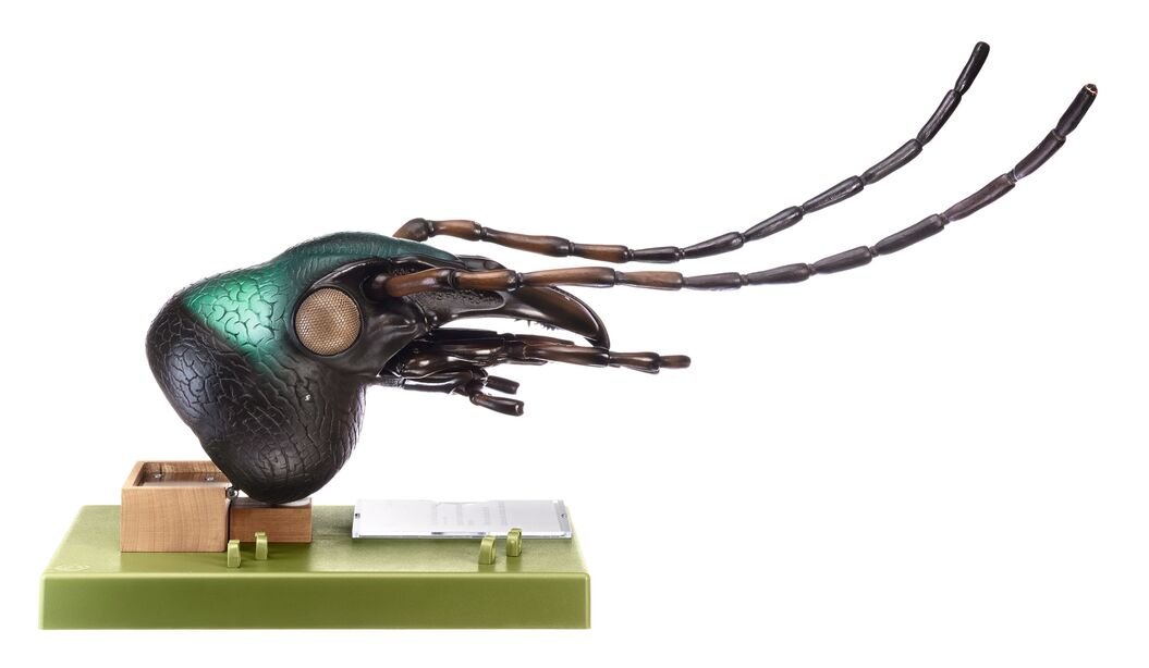 Head of Carabus