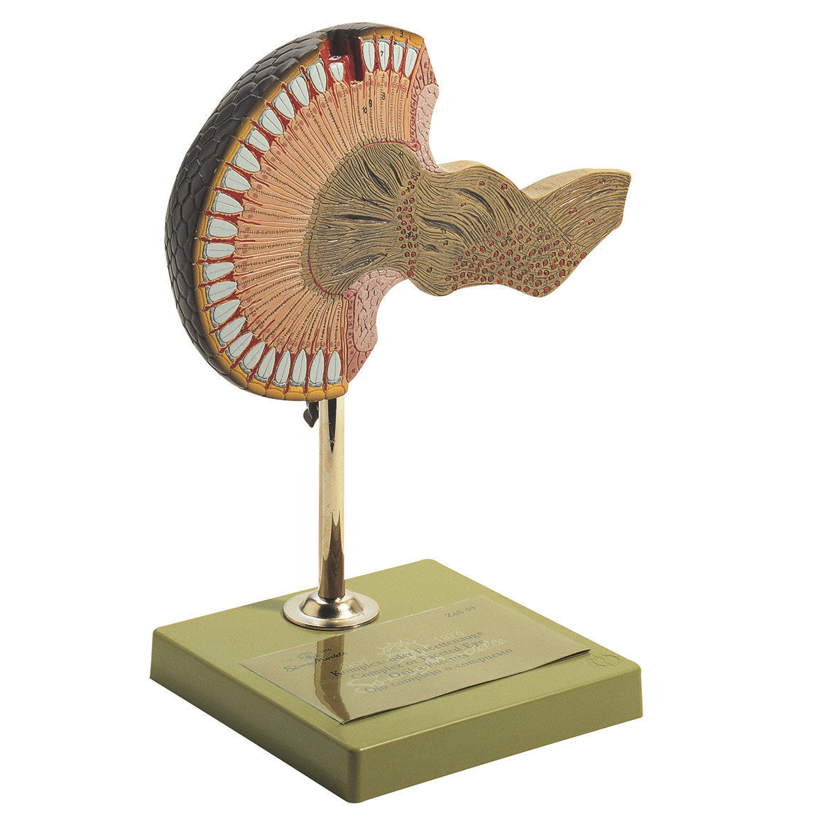 Compound or Facet Eye Somso ZoS 49