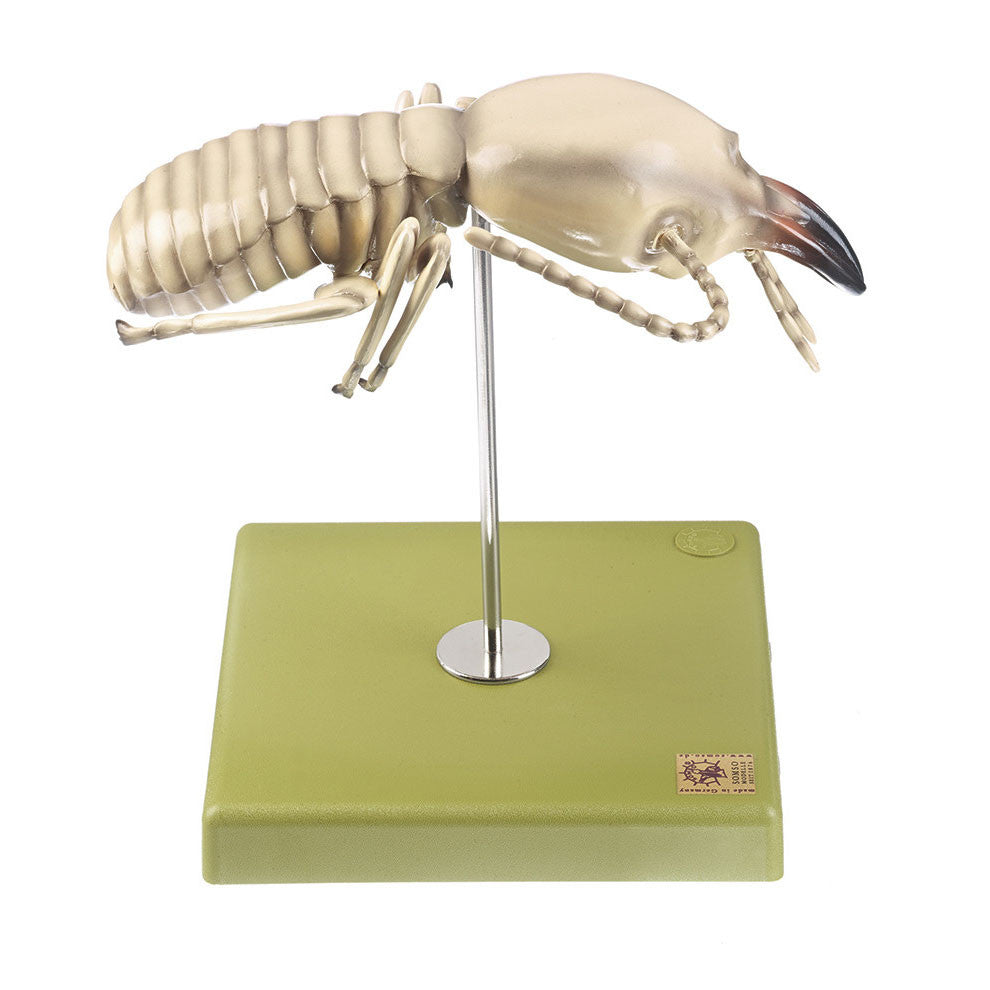 Termite Somso ZoS 49/14