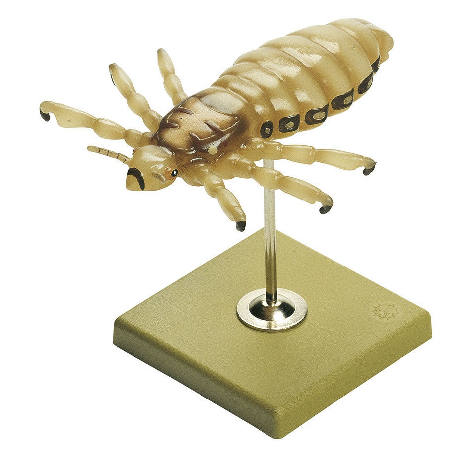 Headlouse Somso ZoS 49/20