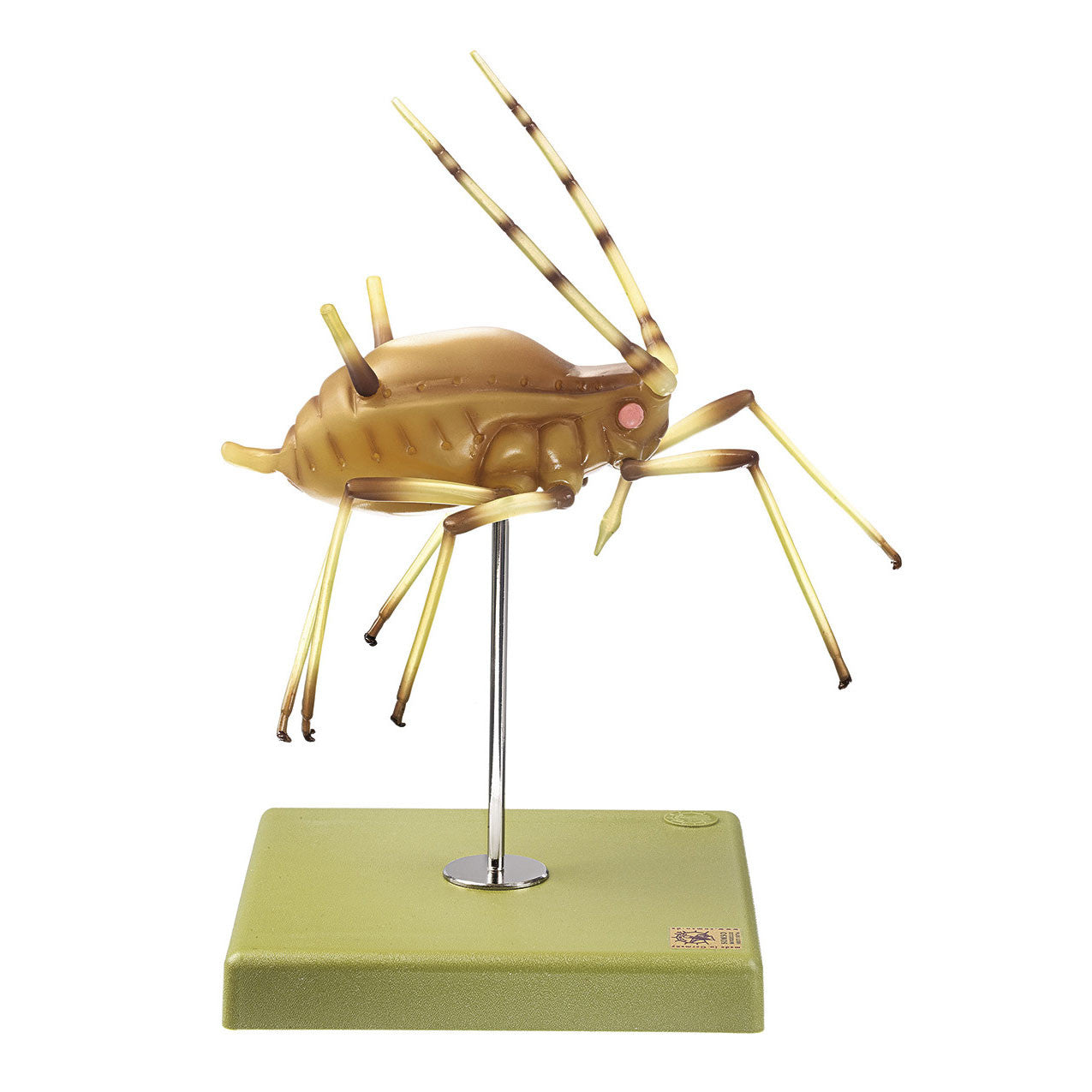 Aphid Somso ZoS 49/22