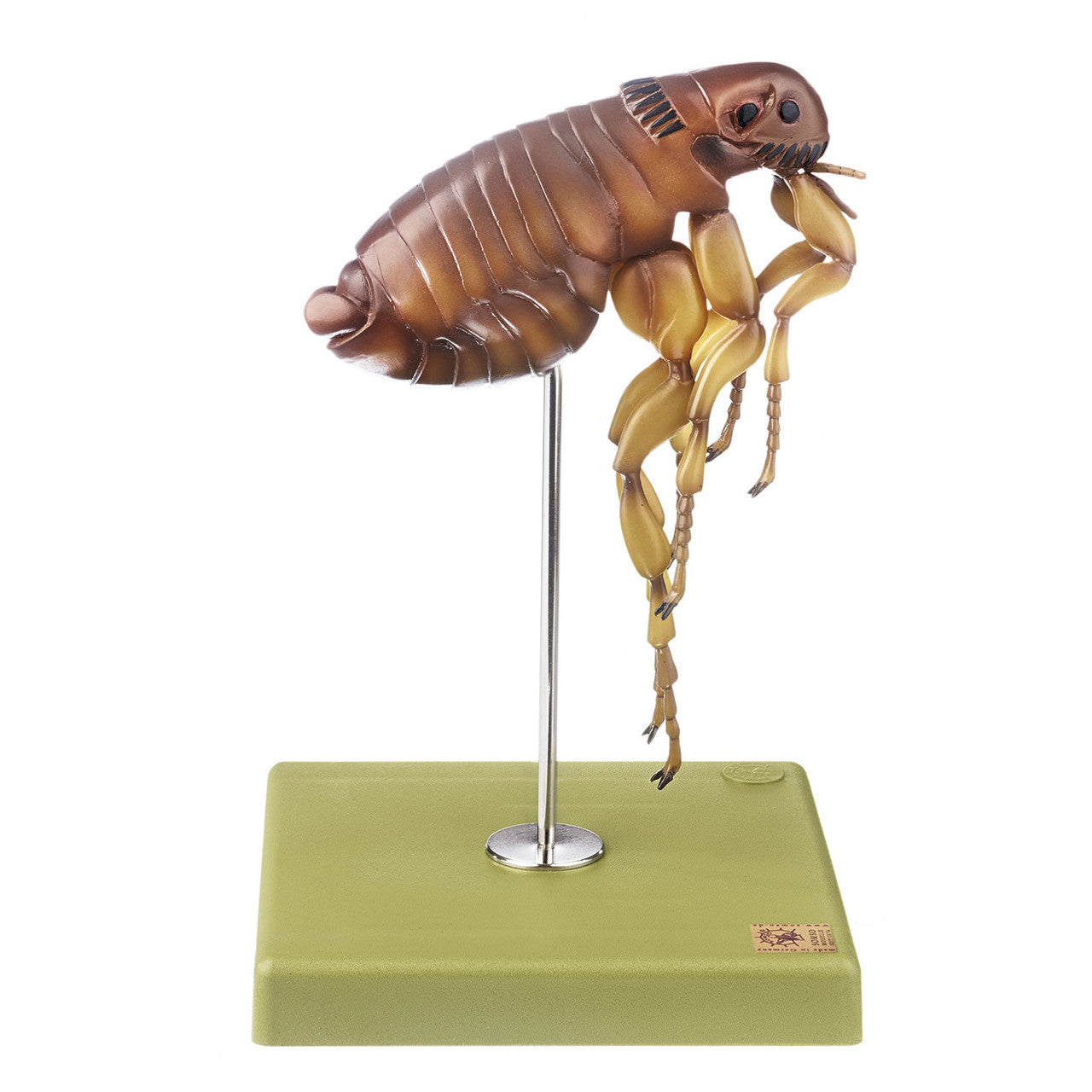 Flea Somso ZoS 49/32