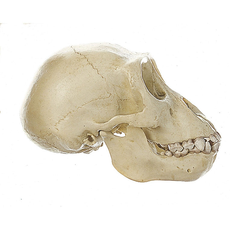 Young Gorilla Skull Somso ZoS 50/1