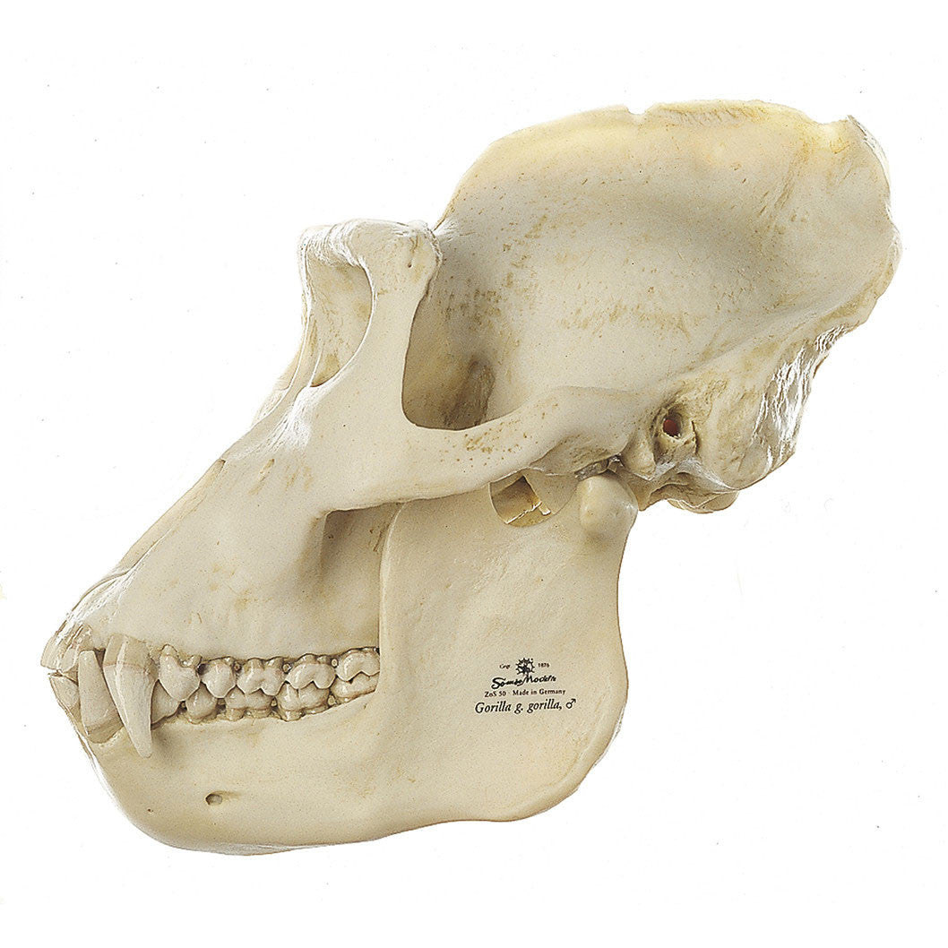 Gorilla Skull Somso ZoS 50