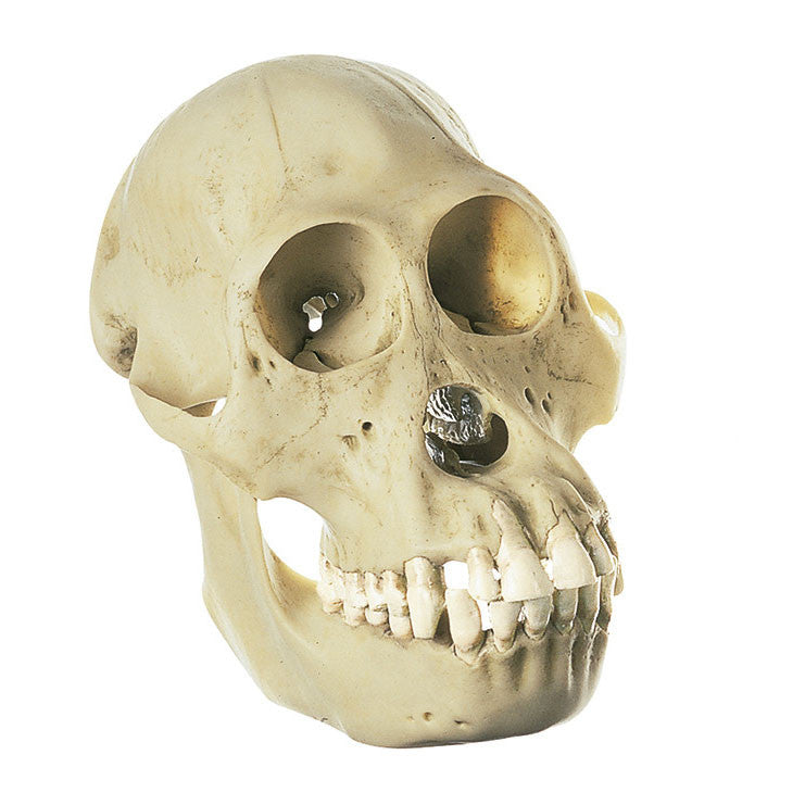Orang-Utan Skull 1 Somso ZoS 52/1