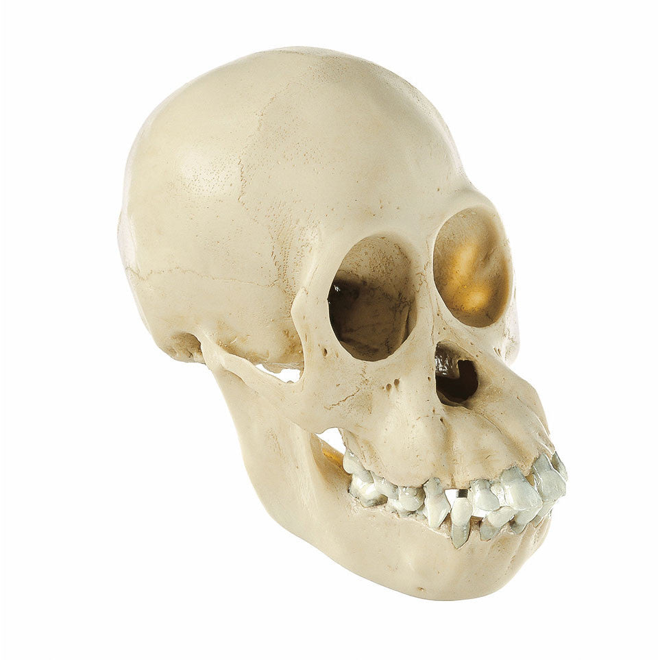 Skull of Young Orang-Utan Somso ZoS 52/2