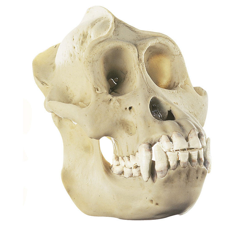 Orang-Utan Skull Somso ZoS 52