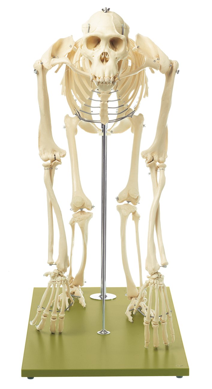 Artificial Skeleton of Chimpanzee
