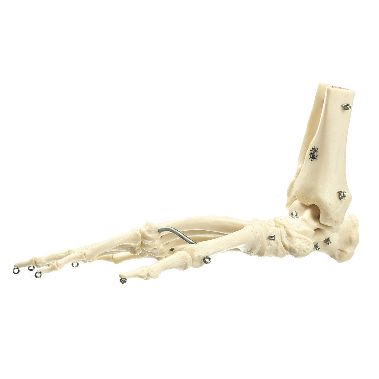 Artificial Foot Skeleton of a Chimpanzee Somso ZoS 53/122