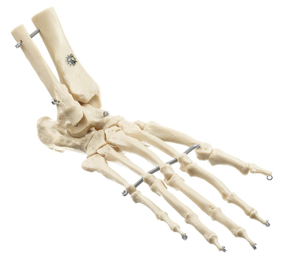 Artificial Foot Skeleton of a Chimpanzee