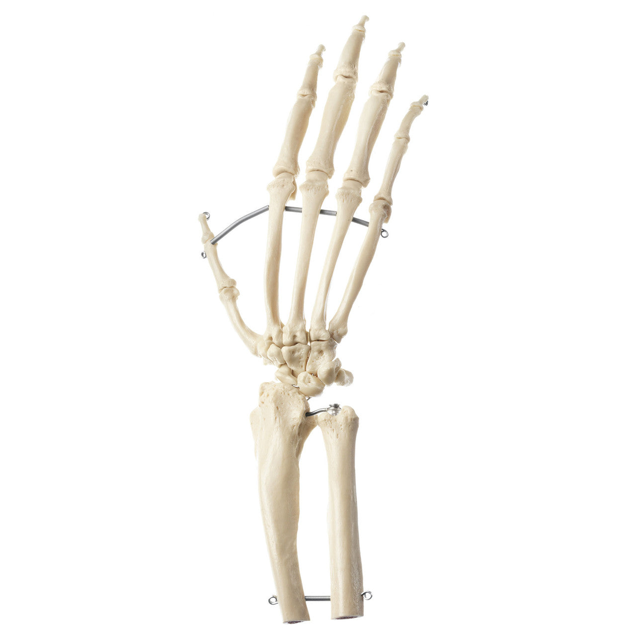 Artificial Hand Skeleton of a Chimpanzee Somso ZoS 53/131