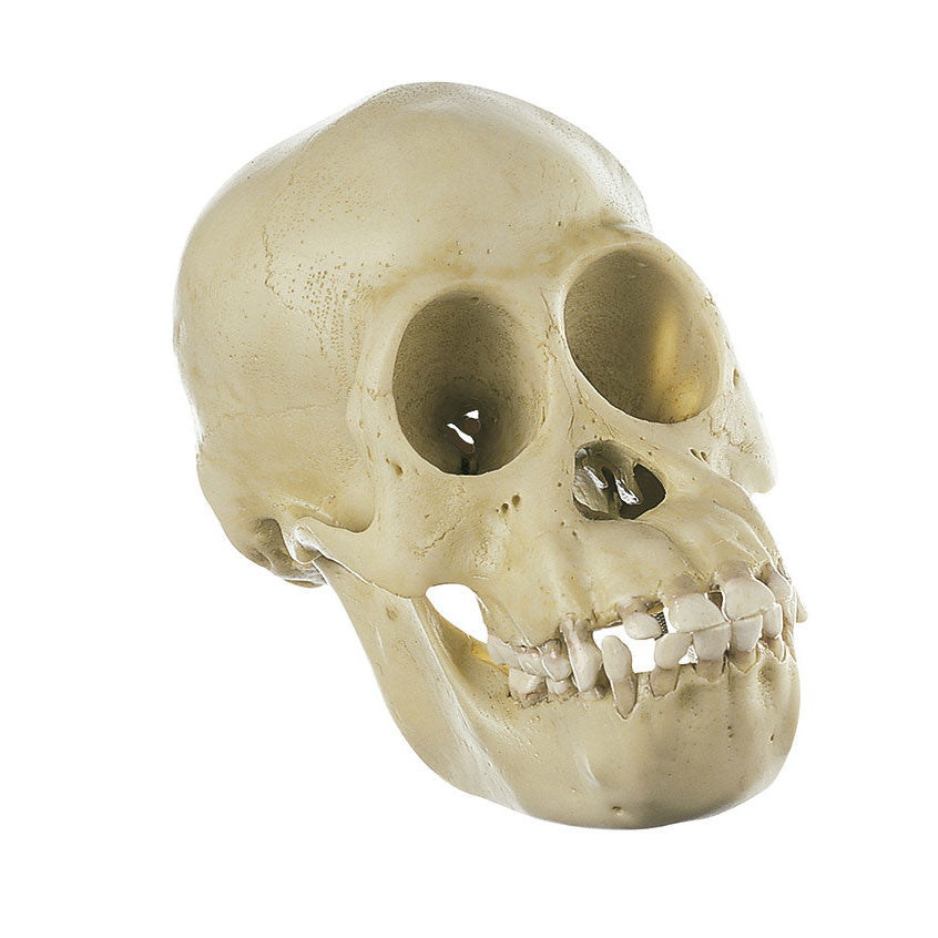 Skull of Young Chimpanzee Somso ZoS 53/1