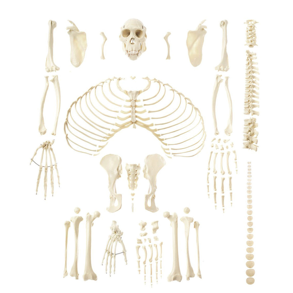 Artificial Skeleton of Chimpanzee | Somso ZoS 53/401