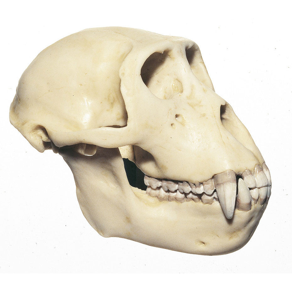 Rhesus Ape Skull Somso ZoS 53/4