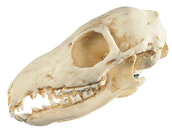 Tupaia-Skull