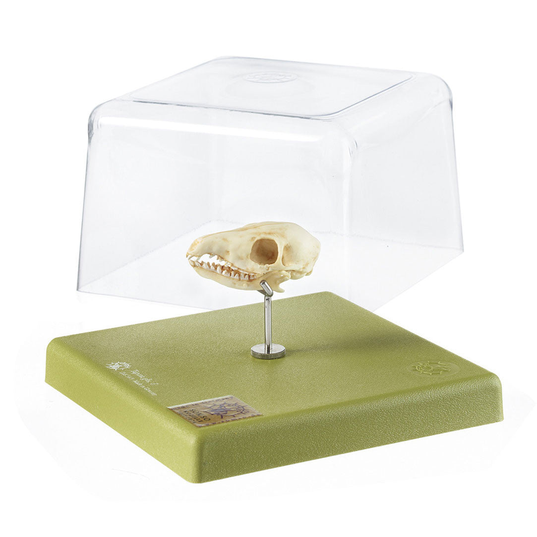 Tupaia-Skull Somso ZoS 53/5