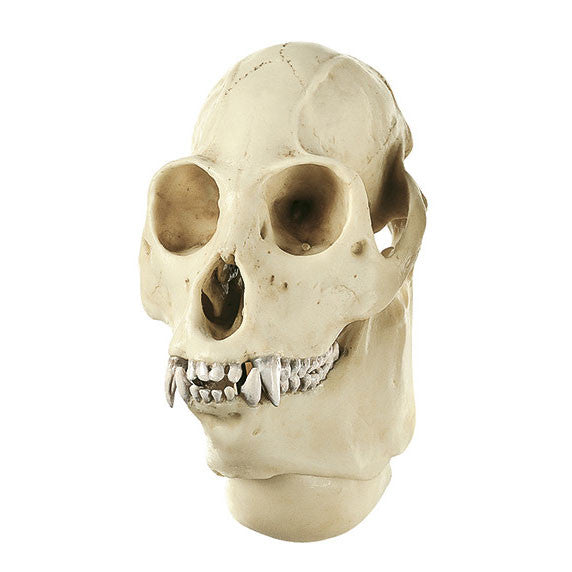 Howling Monkey Skull Somso ZoS 53/6