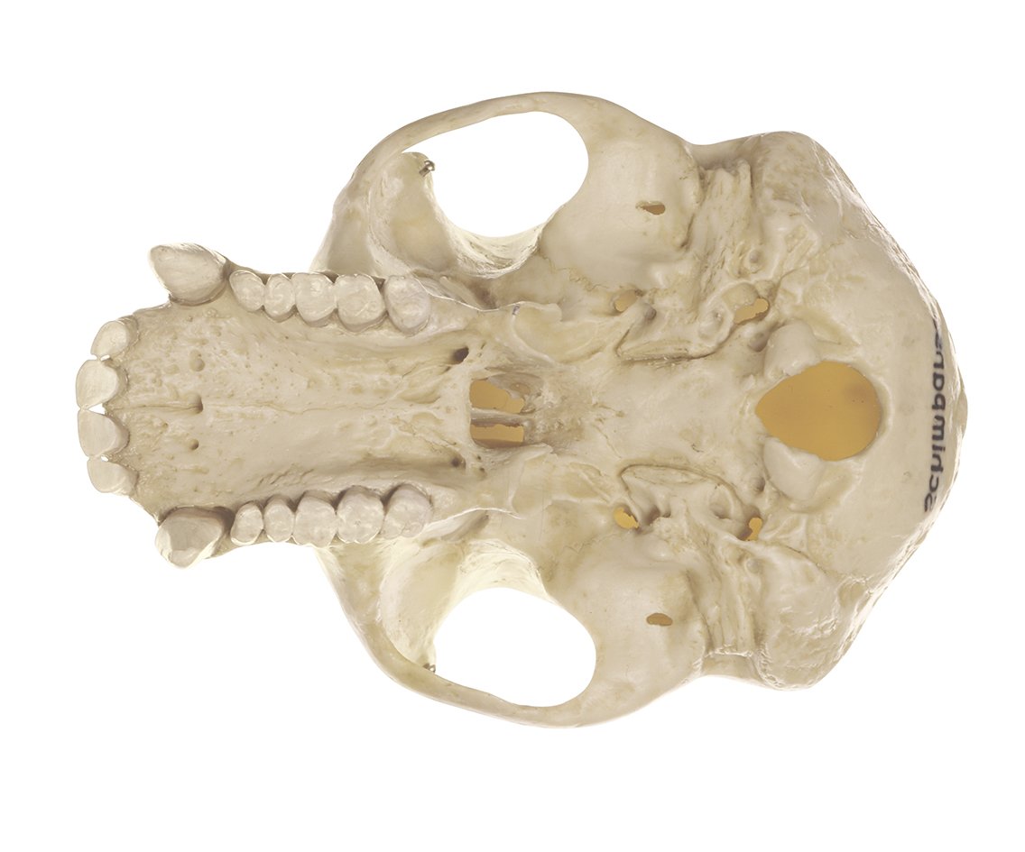 Chimpanzee Skull