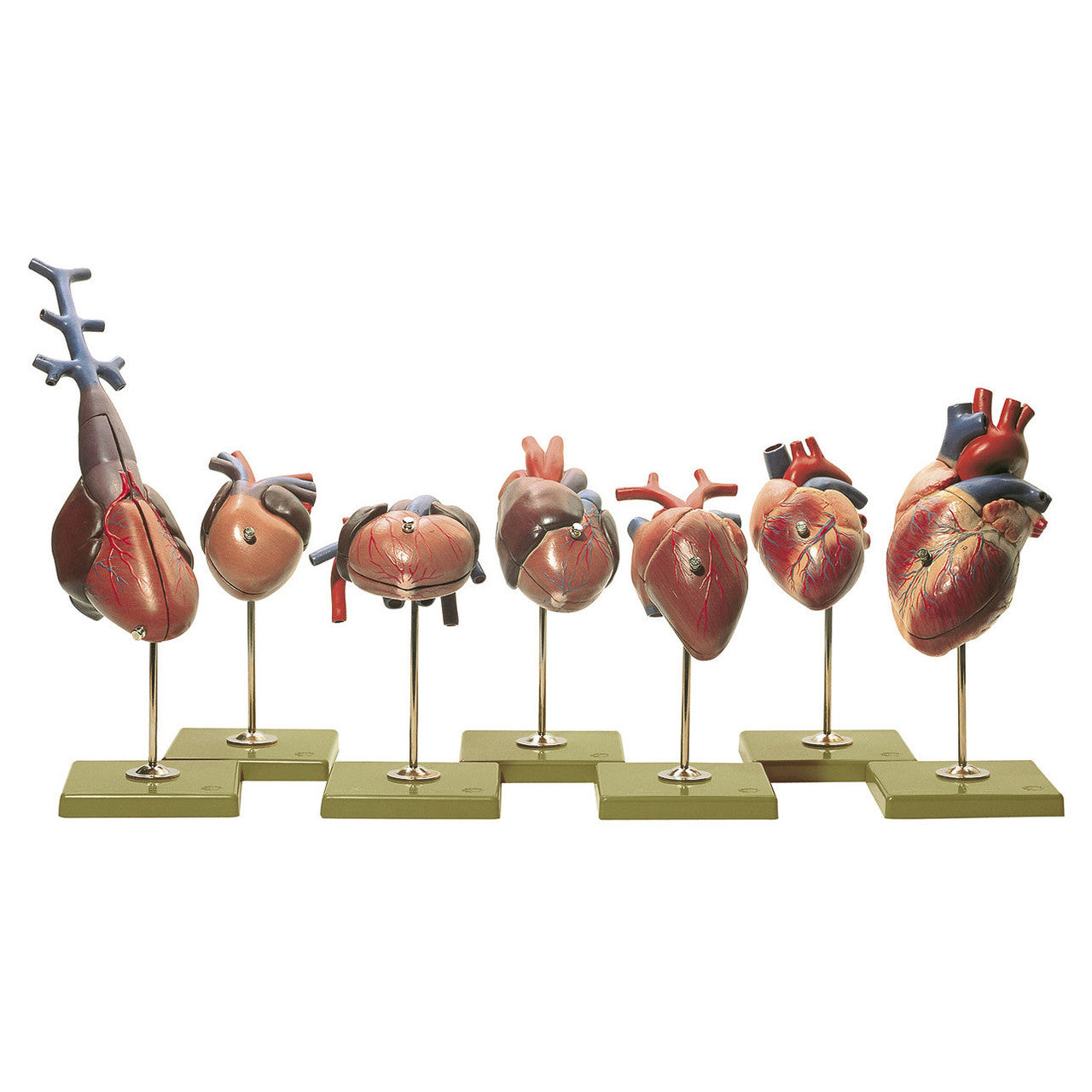 Models of Vertebrate Hearts Somso ZoS 54/1