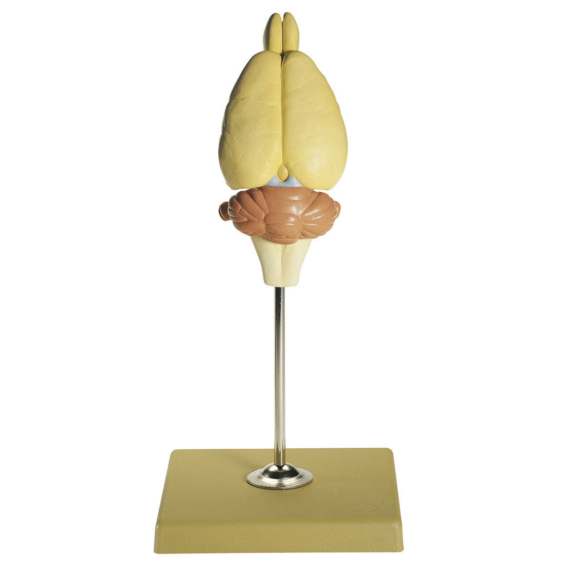 Model of Rat Brain Somso ZoS 55/9