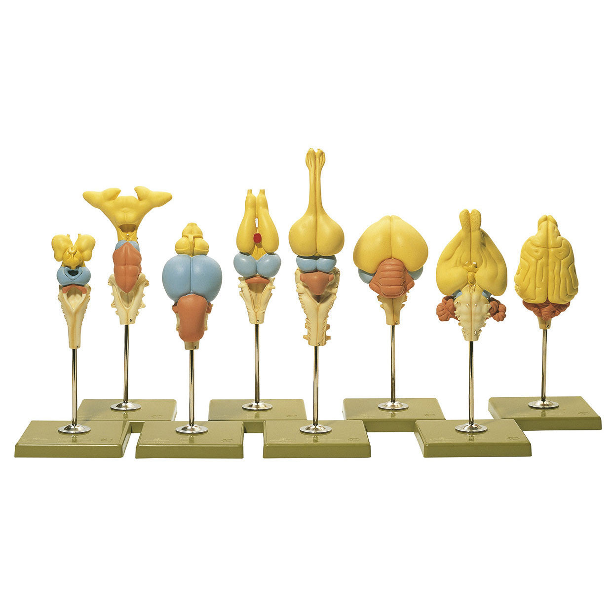 Models of Vertebrate Brains Somso ZoS 55