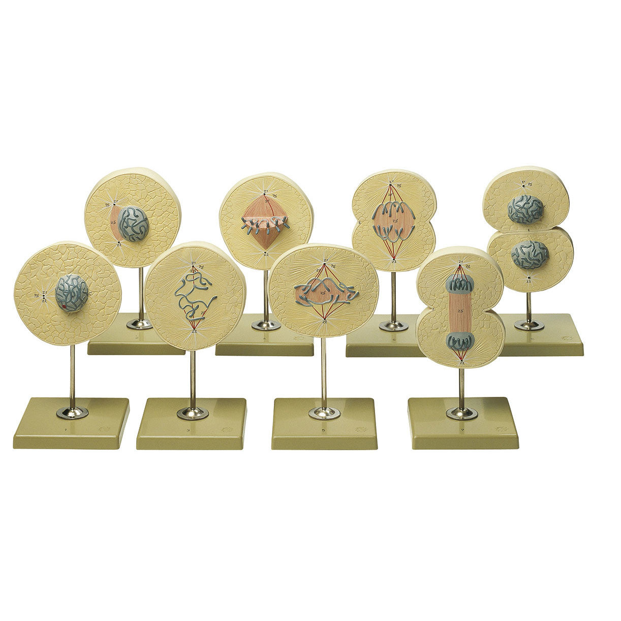 Division of the Cell Somso ZoS 57