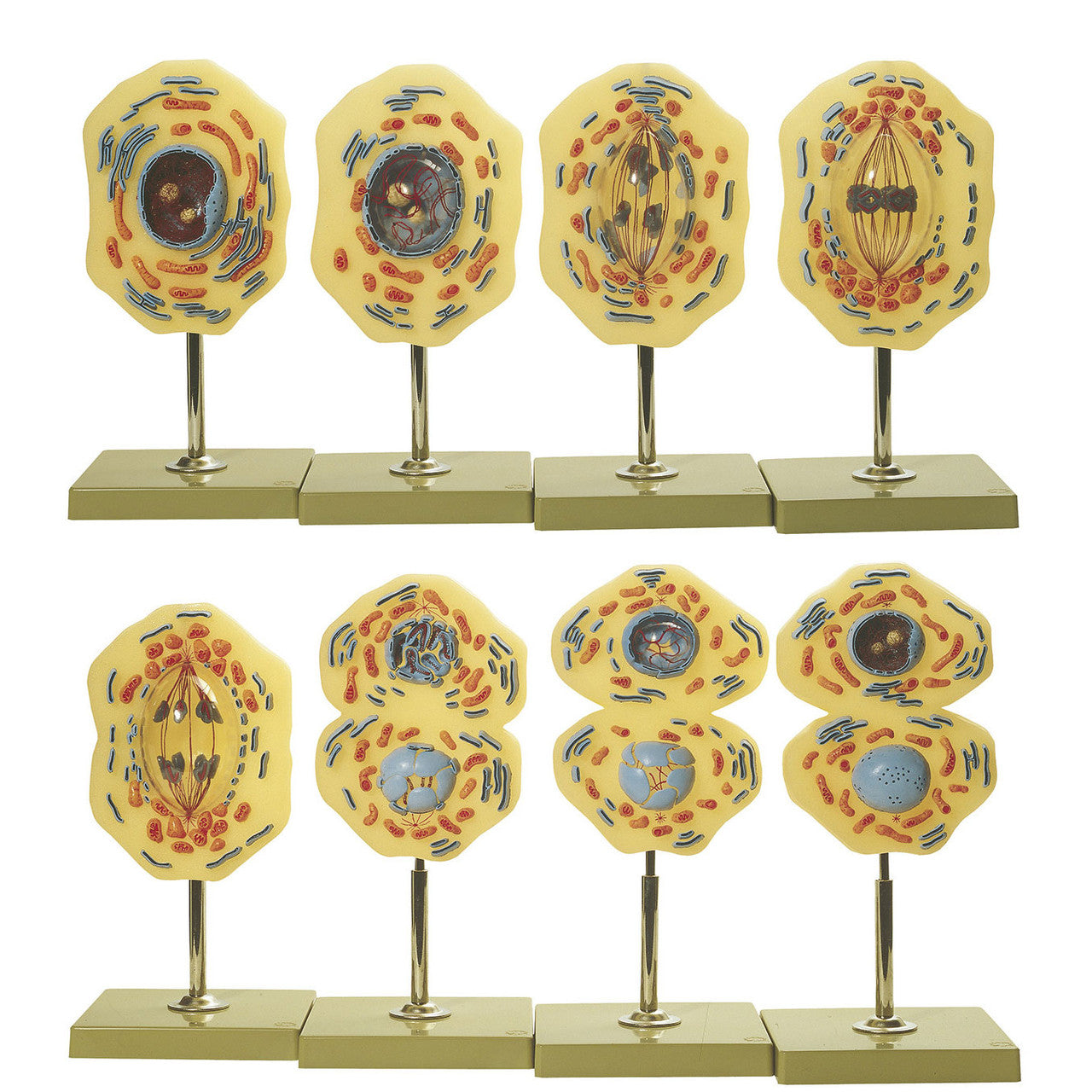 Mitosis Somso ZoS 57/1